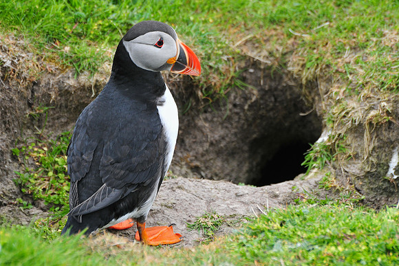 Atlantic puffin in front of its burrow, Noss National Nature Reserve, Isle of Noss, Shetland