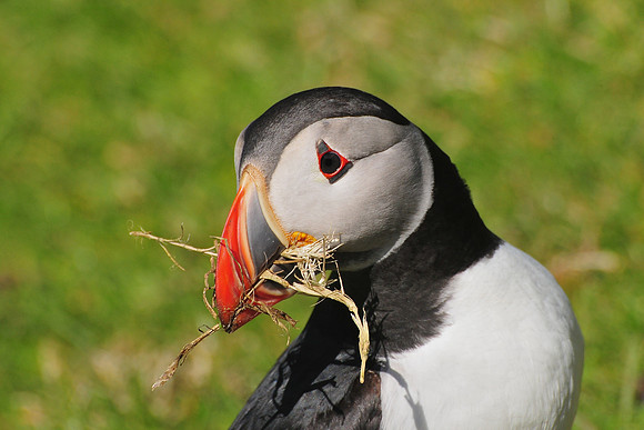 Atlantic puffin carrying nesting material, Hermaness National Nature Reserve, Isle of Unst, Shetland