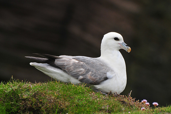 Northern fulmar, Noss National Nature Reserve, Isle of Noss, Shetland