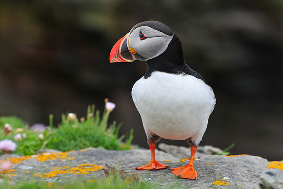 Atlantic puffin, Noss National Nature Reserve, Isle of Noss, Shetland