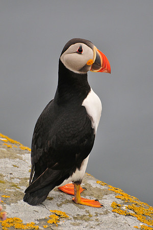 Atlantic puffin, Noss National Nature Reserve, Isle of Noss, Shetland