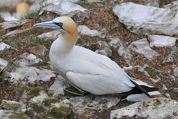 Northern gannet, Noss National Nature Reserve, Isle of Noss, Shetland
