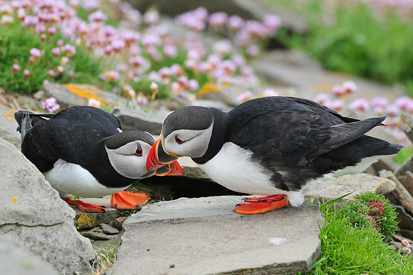 Atlantic puffin courtship display, Noss National Nature Reserve, Isle of Noss, Shetland