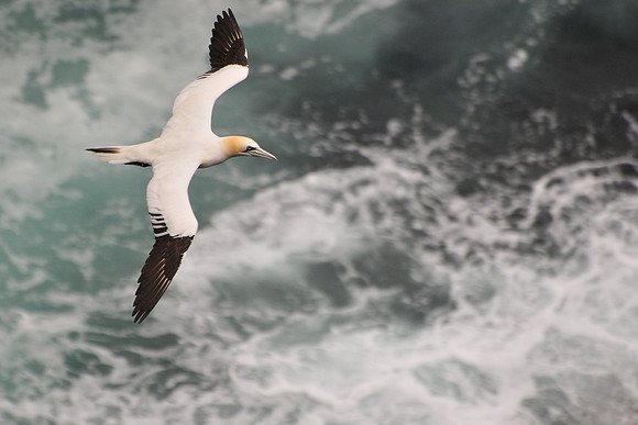 Northern gannet, Noss National Nature Reserve, Isle of Noss, Shetland
