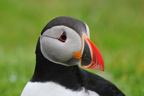 Atlantic puffin, Noss National Nature Reserve, Isle of Noss, Shetland