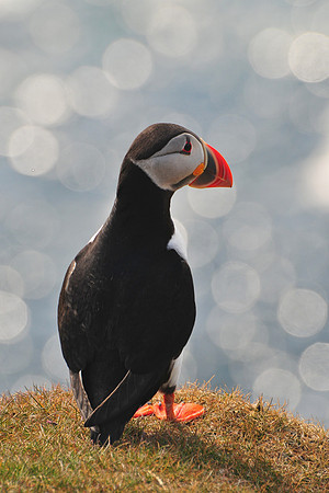 Atlantic puffin, Hermaness National Nature Reserve, Isle of Unst, Shetland