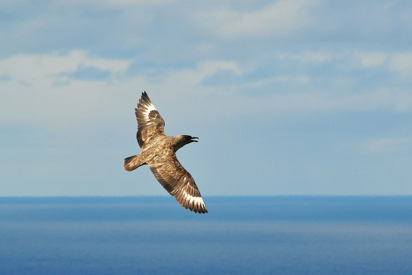 Great skua, Hermaness National Nature Reserve, Isle of Unst, Shetland