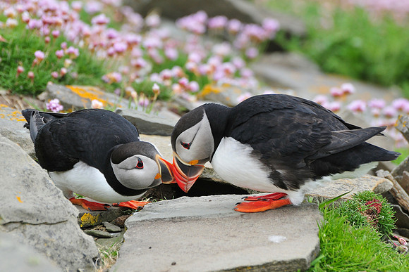 Atlantic puffin courtship display, Noss National Nature Reserve, Isle of Noss, Shetland