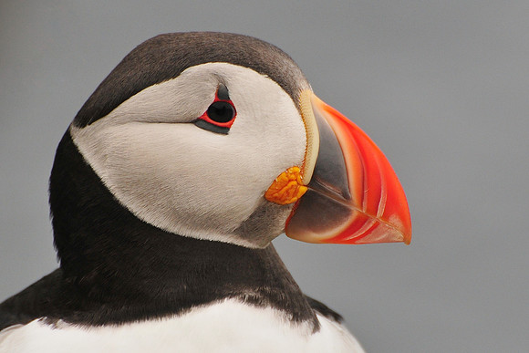 Atlantic puffin, Noss National Nature Reserve, Isle of Noss, Shetland