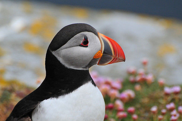 Atlantic puffin, Noss National Nature Reserve, Isle of Noss, Shetland