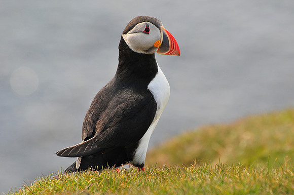 Atlantic puffin, Hermaness National Nature Reserve, Isle of Unst, Shetland