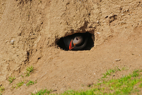 Atlantic puffin in its burrow, Hermaness National Nature Reserve, Isle of Unst, Shetland