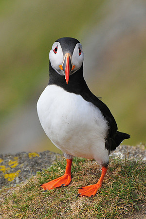 Atlantic puffin, Hermaness National Nature Reserve, Isle of Unst, Shetland