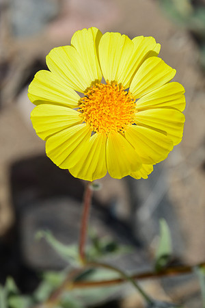 Desert gold (Geraea canescens), Death Valley National Park