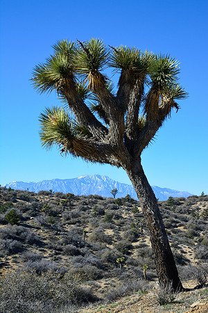 Joshua Tree National Park