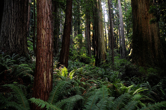 Redwood Forest