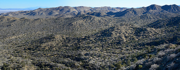 Joshua Tree National Park