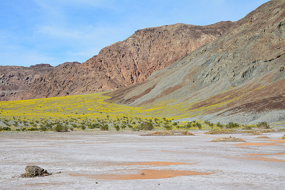 Wildflowers blooming below Copper Canyon, Death Valley National Park
