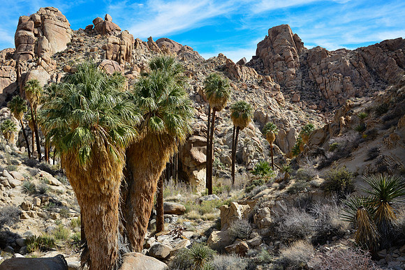 Joshua Tree National Park