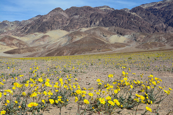 Wildflowers along the Badwater Road, Death Valley National Park