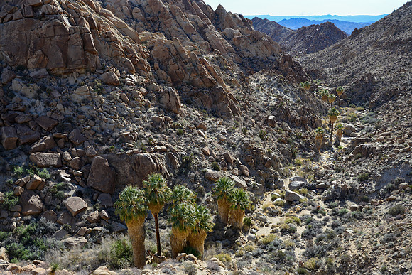 Joshua Tree National Park