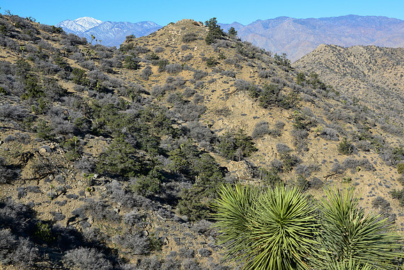 Joshua Tree National Park