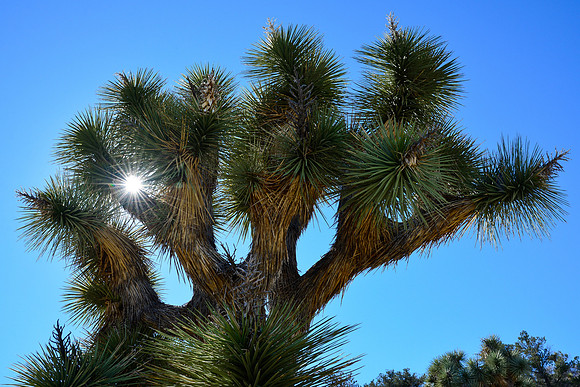 Joshua Tree National Park