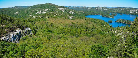 The forest south of O.S.A. Lake