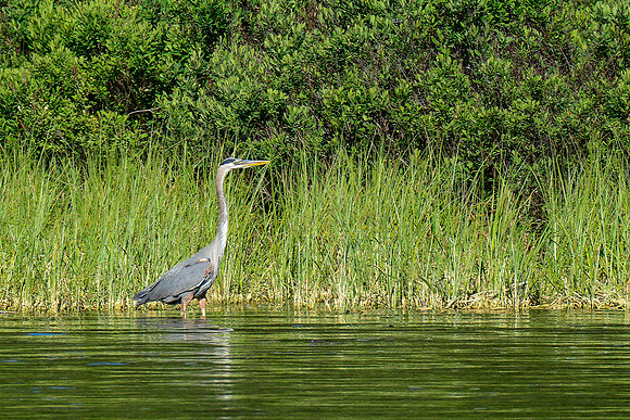 Great blue heron on George Lake