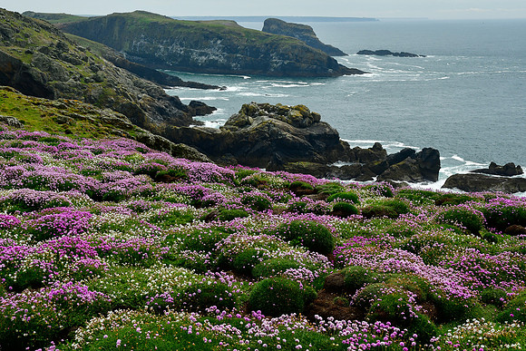 Looking towards the Wick from Skomer Head, Skomer Island