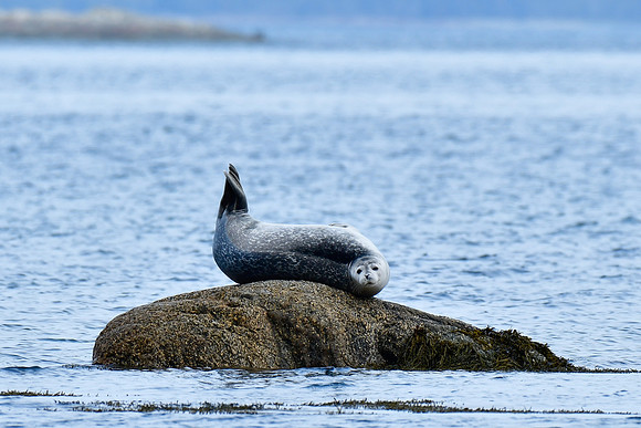 Common seal, Cap Caribou, Parc du Bic