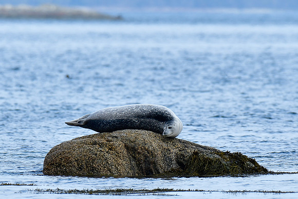 Common seal, Cap Caribou, Parc du Bic