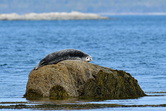 Common seal, Cap Caribou, Parc du Bic