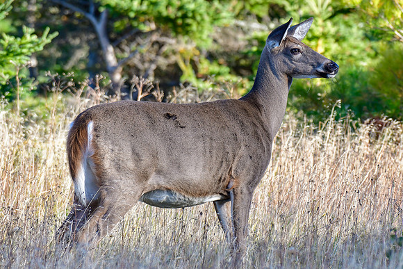 White-tailed deer, Parc du Bic