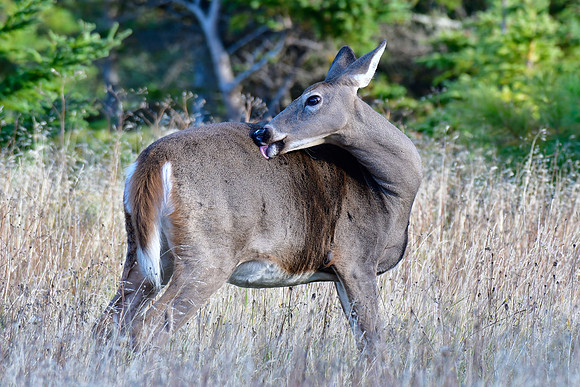 White-tailed deer, Parc du Bic