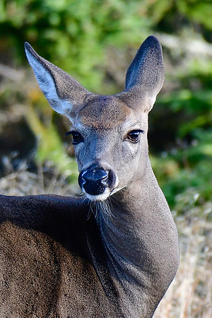 White-tailed deer, Parc du Bic