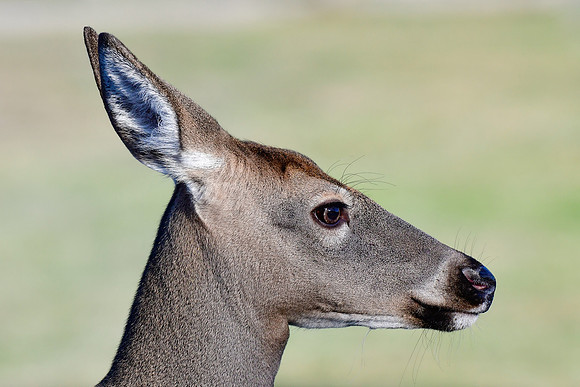 White-tailed deer, Parc du Bic