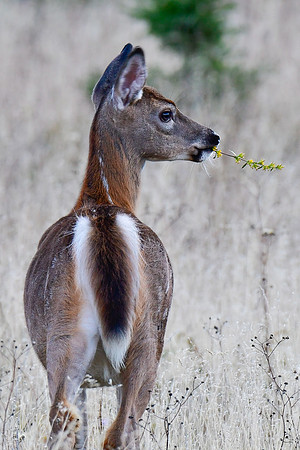 White-tailed deer fawn, Parc du Bic