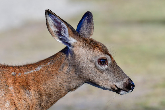 White-tailed deer fawn, Parc du Bic