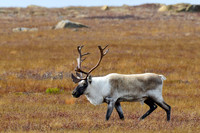 Woodland caribou, Mont Albert, Parc de la Gaspésie