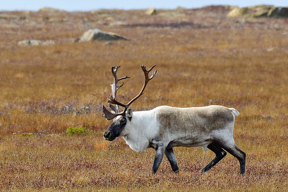 Woodland caribou, Mont Albert, Parc de la Gaspésie
