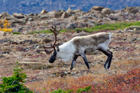 Woodland caribou, Mont Albert, Parc de la Gaspésie