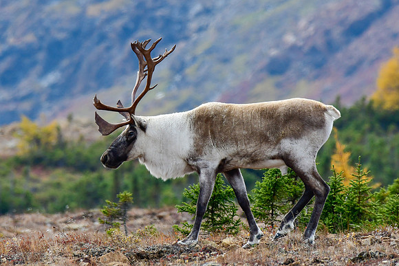Woodland caribou, Mont Albert, Parc de la Gaspésie