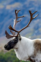 Woodland caribou, Mont Albert, Parc de la Gaspésie