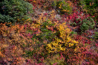 Autumn colours on Mont Albert, Parc de la Gaspésie