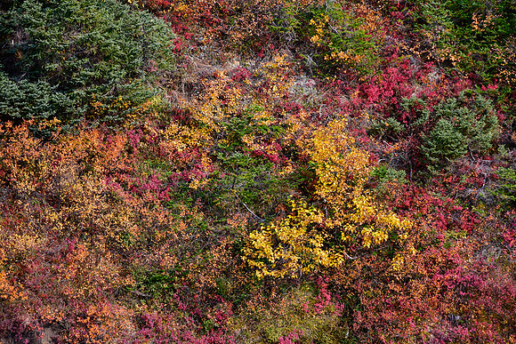 Autumn colours on Mont Albert, Parc de la Gaspésie
