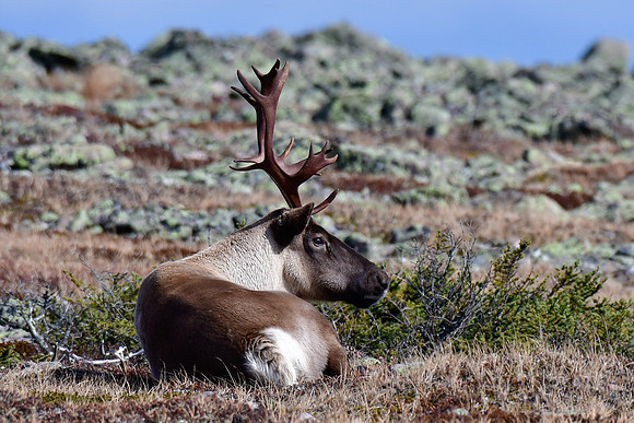 Woodland caribou, Mont Jacques-Cartier, Parc de la Gaspésie