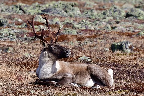 Woodland caribou, Mont Jacques-Cartier, Parc de la Gaspésie