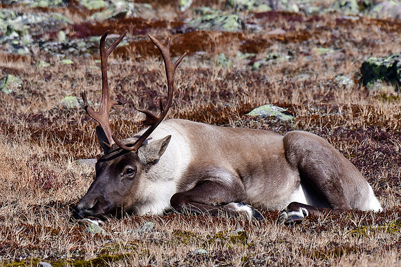 Woodland caribou, Mont Jacques-Cartier, Parc de la Gaspésie