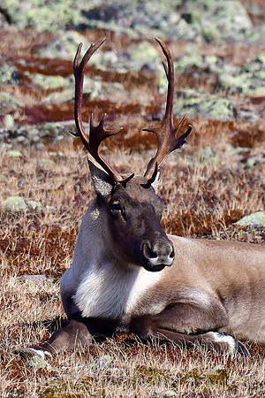Woodland caribou, Mont Jacques-Cartier, Parc de la Gaspésie